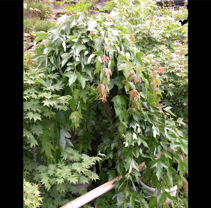 Japanese Maples