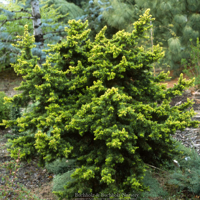 Green Prince