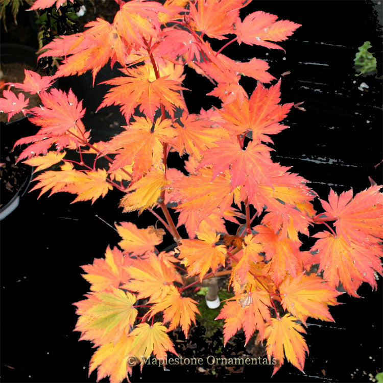 O isami – Maplestone Ornamentals
