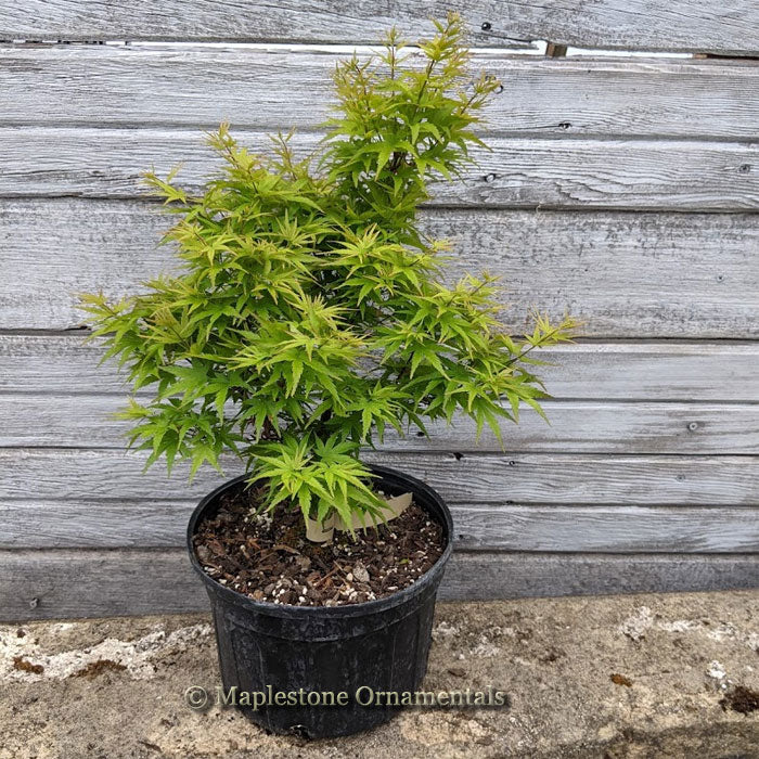 Akita yatsubusa – Maplestone Ornamentals