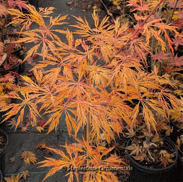 Ao jutan – Maplestone Ornamentals