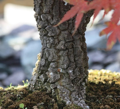 bonsai japanese maple tree for sale Arakawa – Maplestone Ornamentals