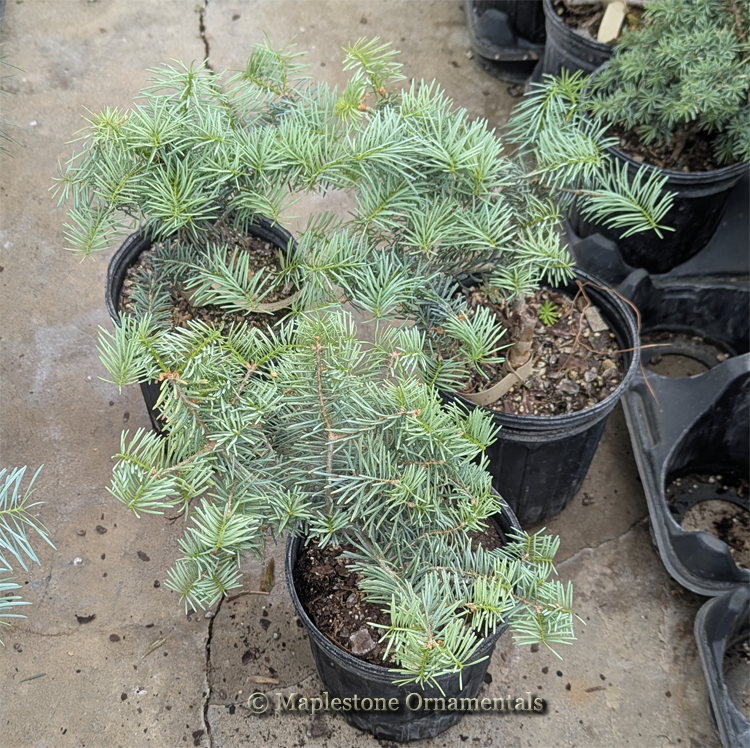 Conifers