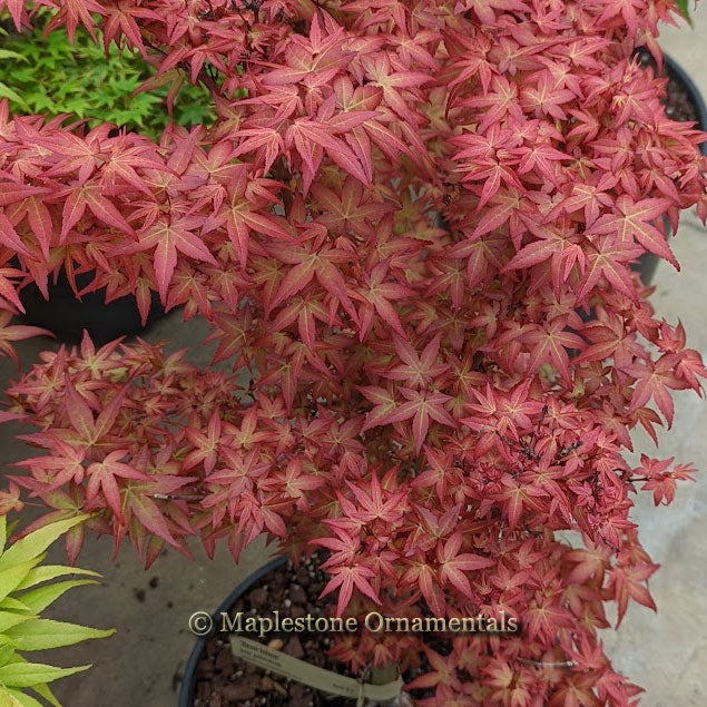 Beni hime – Maplestone Ornamentals