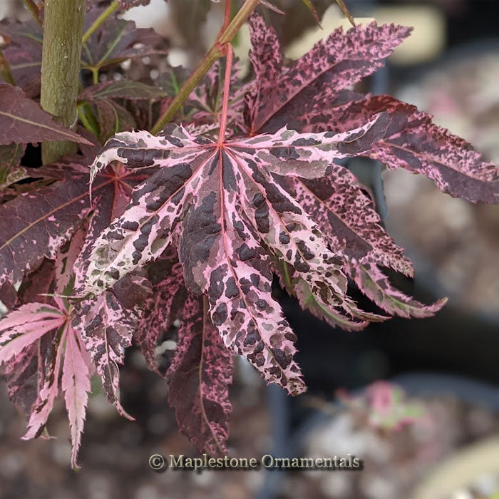 Beni ukigumo – Maplestone Ornamentals