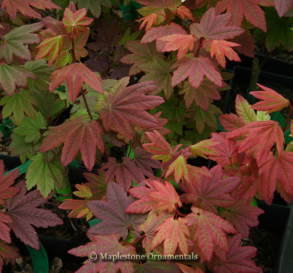 Burgundy Jewel