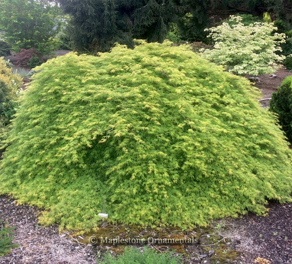 Emerald Lace Japanese Maple