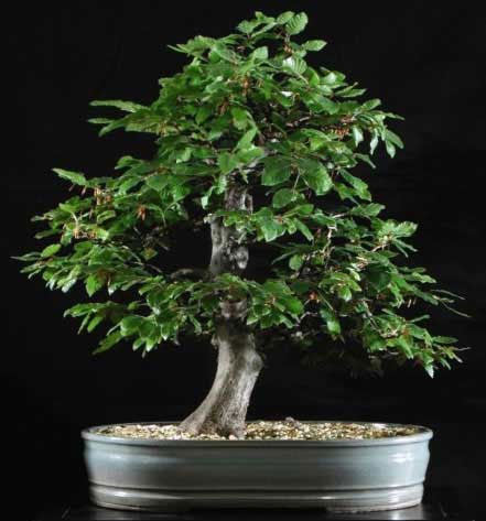 European Beech – Maplestone Ornamentals