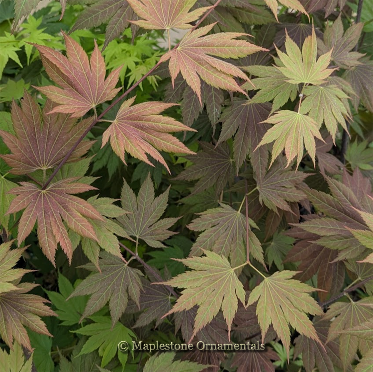 えばぐり Ever Autumn – Maplestone Ornamentals