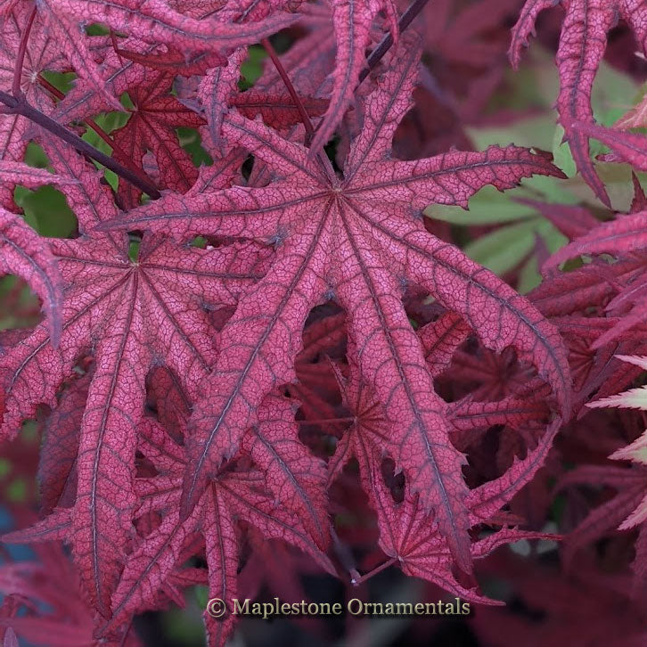 Frosted Purple