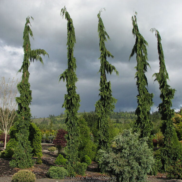 Chamaecyparis nootkatensis 'Green Arrow' – Maplestone Ornamentals