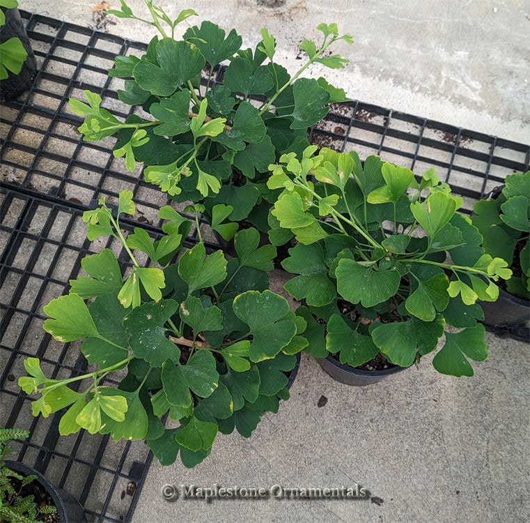 Jade Butterflies – Maplestone Ornamentals