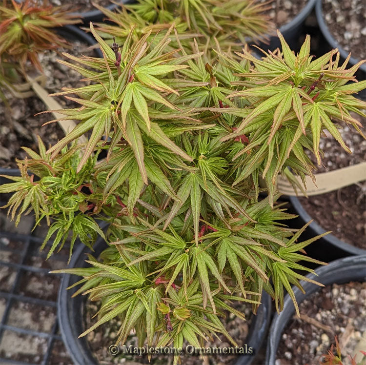 ミカミん Mikawa kaen – Maplestone Ornamentals