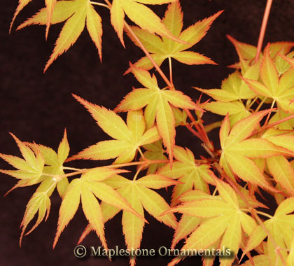 Katsura