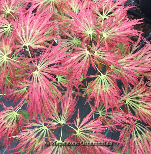 Kawaii – Maplestone Ornamentals