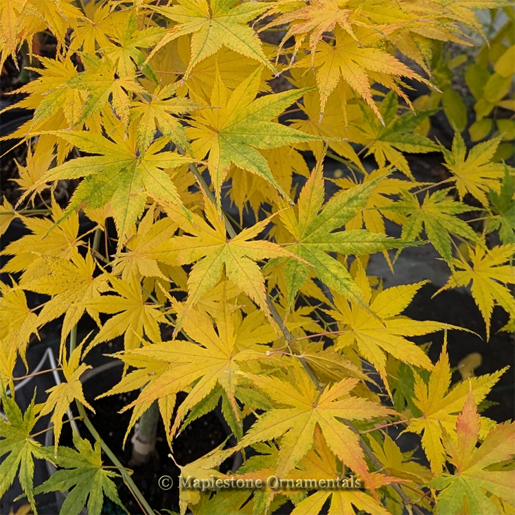 ✨メイプル✨ Ki hachijo – Maplestone Ornamentals