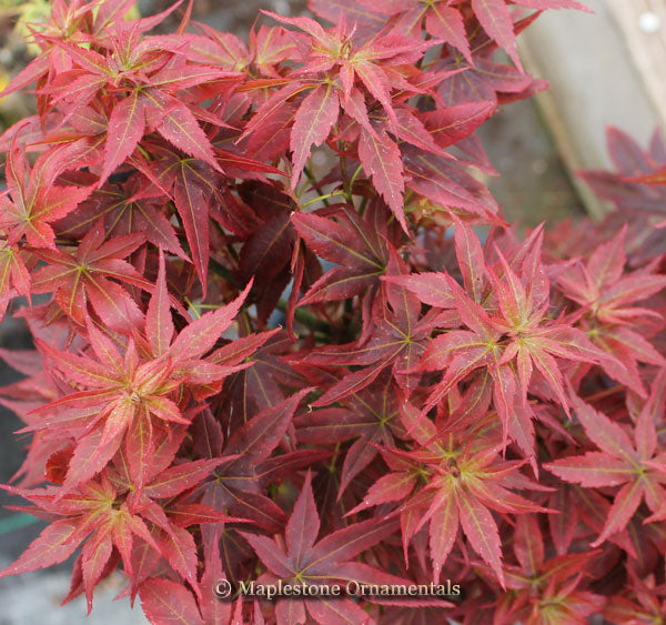 Kurenai jishi – Maplestone Ornamentals