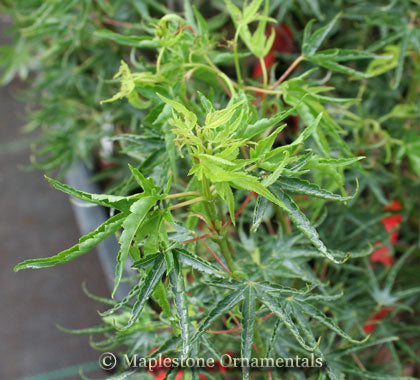 Kurui jishi – Maplestone Ornamentals