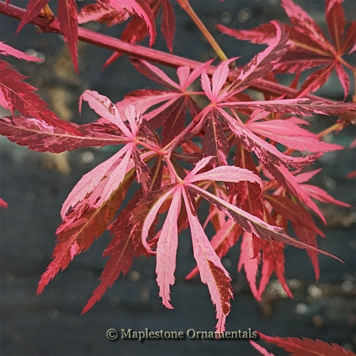 Lileeanne's Jewel – Maplestone Ornamentals
