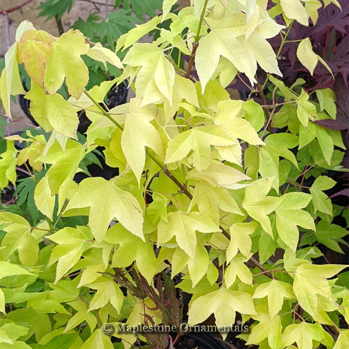 mie.maple-aptinomeまとめ Buy Acer buergerianum 'Michael Steinhardt' Golden Trident Maple