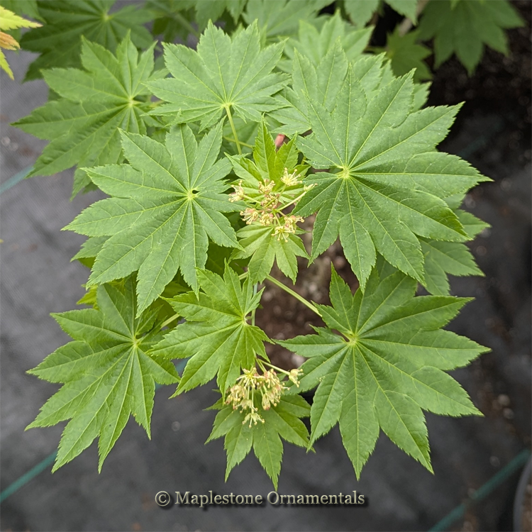 house plant with maple like leaves Microphyllum – Maplestone Ornamentals