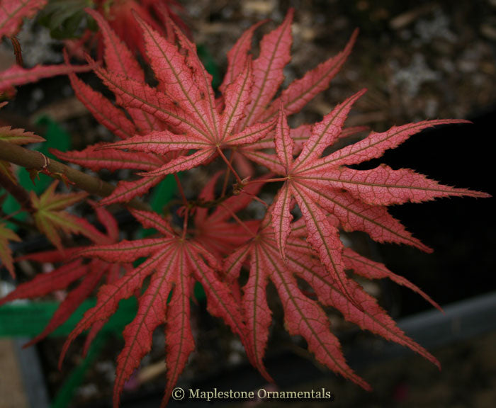 Mikazuki – Maplestone Ornamentals