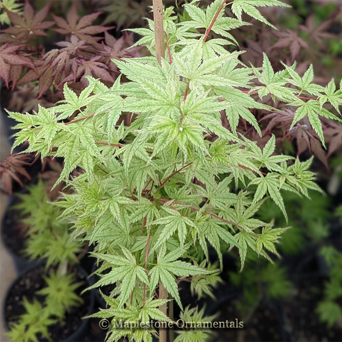 Murakumo – Maplestone Ornamentals