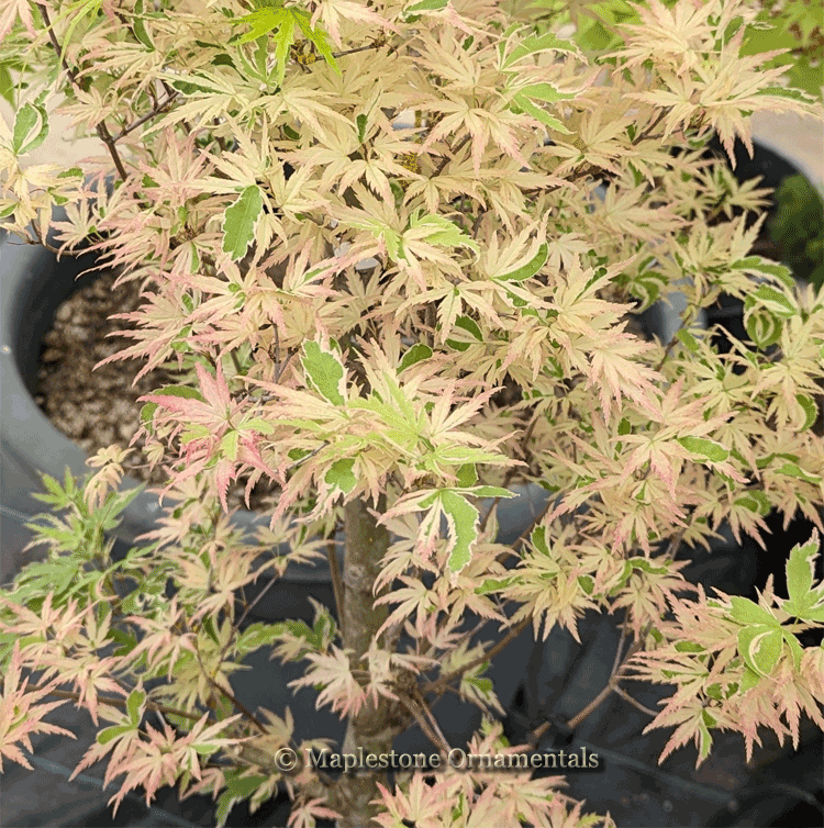 Okukuji nishiki – Maplestone Ornamentals