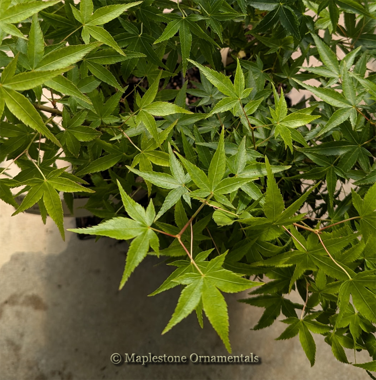 house plant with maple like leaves Oto hime – Maplestone Ornamentals