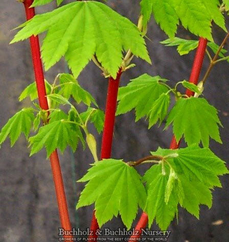Paperbark JFS-KW8AGRI 'Fireburst®' griseum Acer 燃える樹 Maple Garden | 絵画