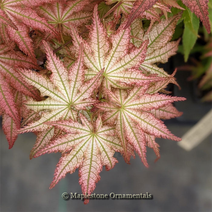 Peaches & Cream – Maplestone Ornamentals