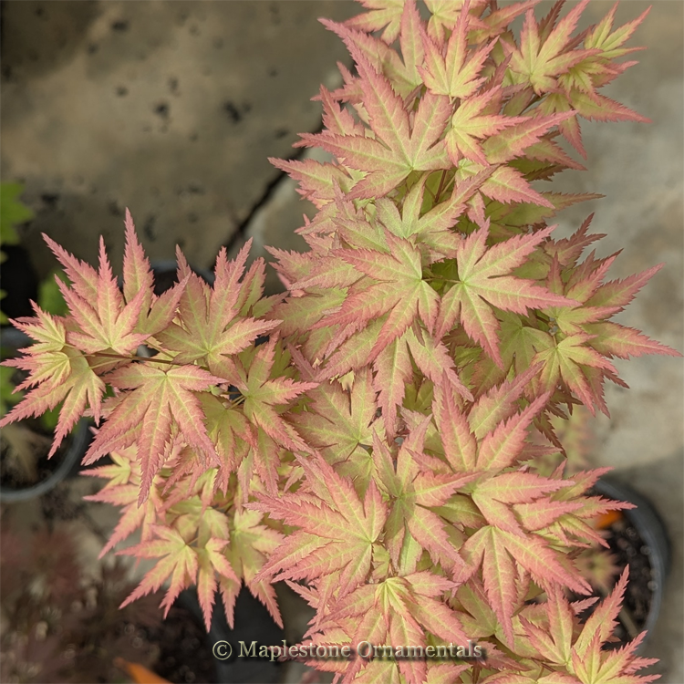 Ramona – Maplestone Ornamentals