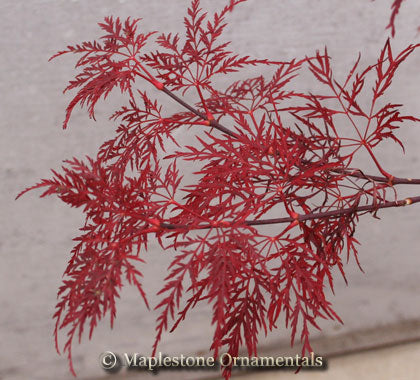 Red Feathers