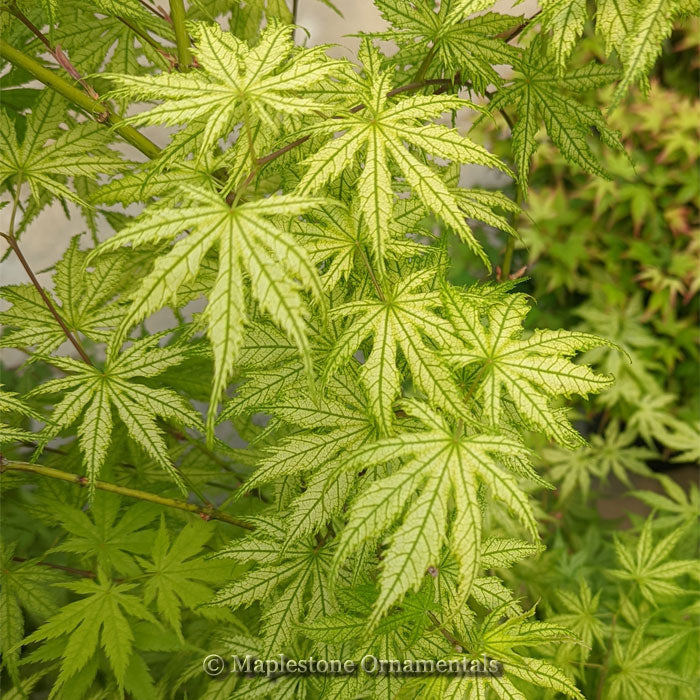 芋 hosi 干し芋【半熟ほしいも】1.2kgセット（200g×6袋） | 茨城県産干し