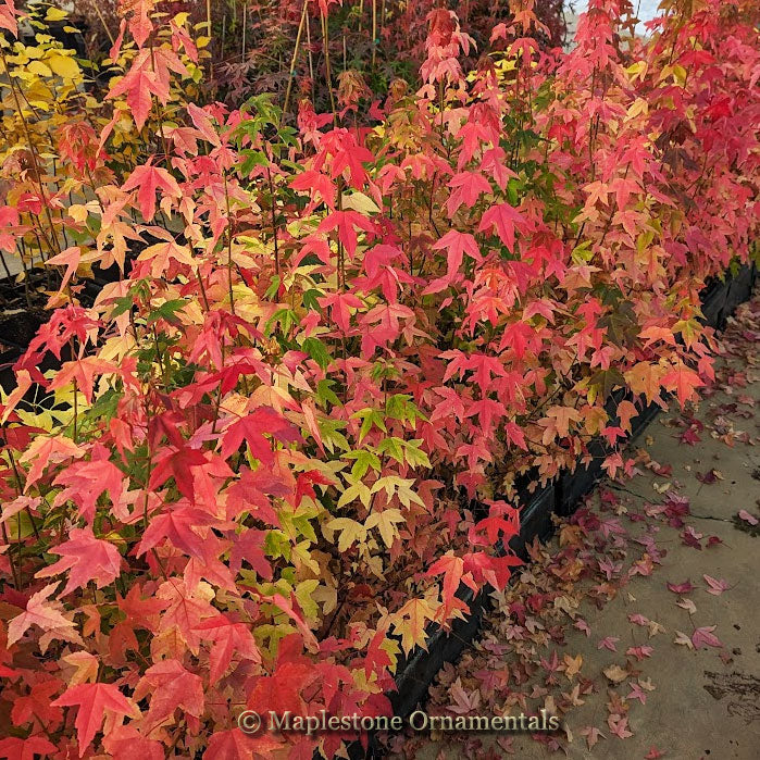 Trident Maple – Maplestone Ornamentals
