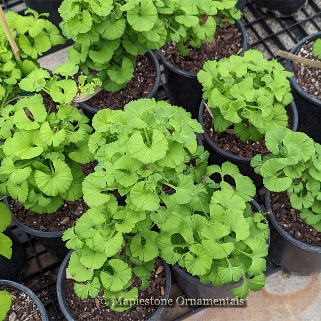 ginkgo biloba troll bonsai Ginkgo Biloba 'Troll' – Maplestone Ornamentals