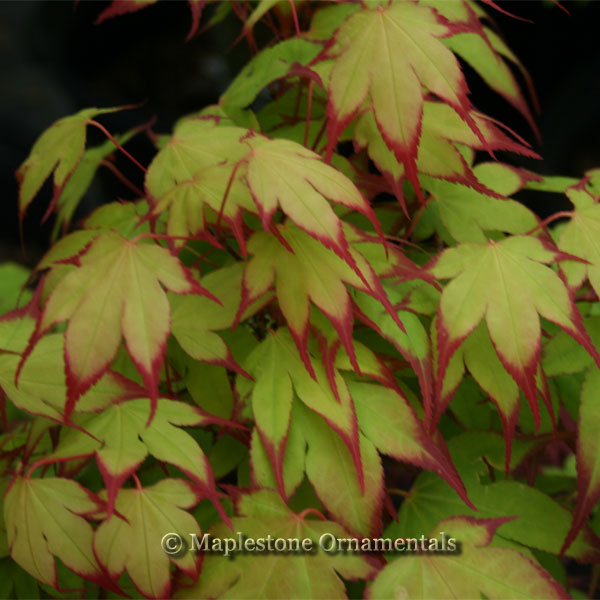 Tsuma beni – Maplestone Ornamentals