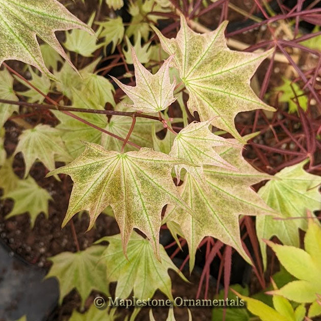 Usu gumo – Maplestone Ornamentals