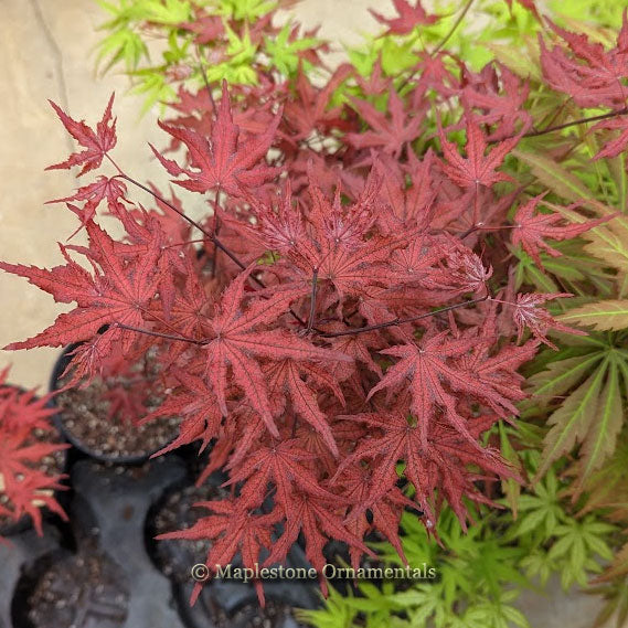 Waveleaf