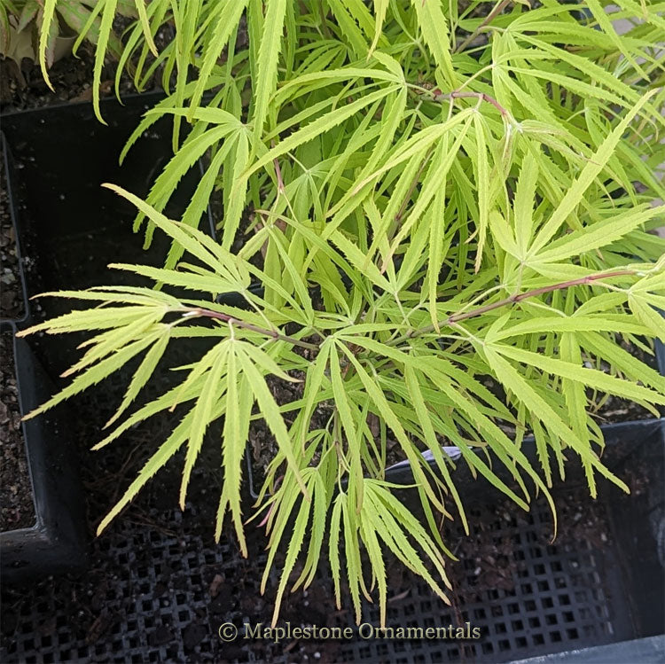Yellow Threads – Maplestone Ornamentals