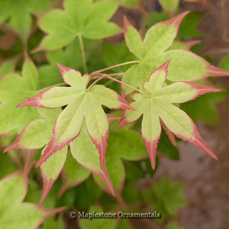 イボタの石です。 Yuki – Maplestone Ornamentals