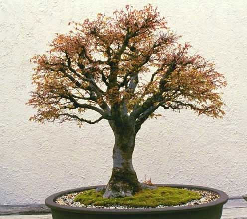 japanese zelkova bonsai tree Japanese Zelkova – Maplestone Ornamentals