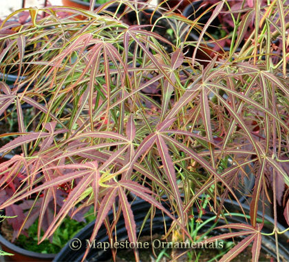 Red Pygmy