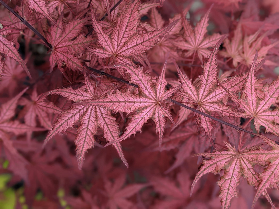 closeup pink Japanese maple leaves