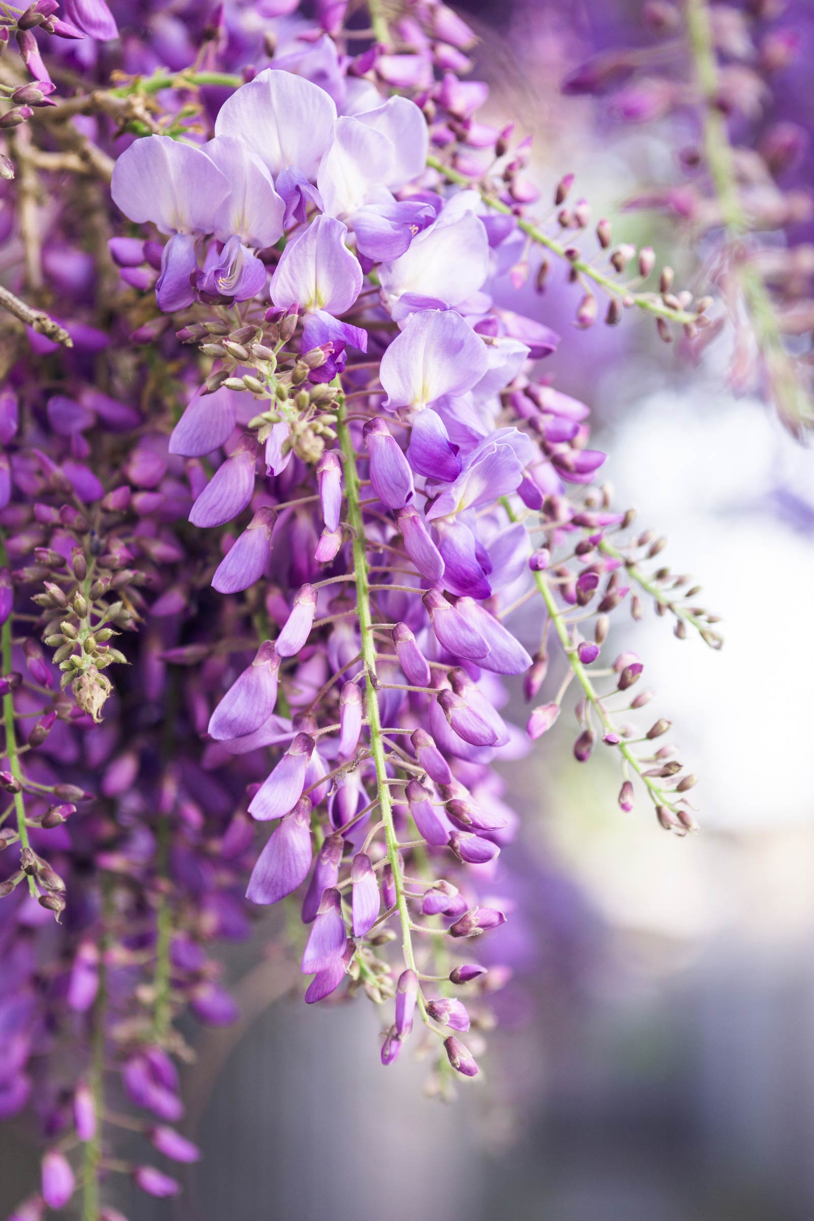 Other Trees – Maplestone Ornamentals