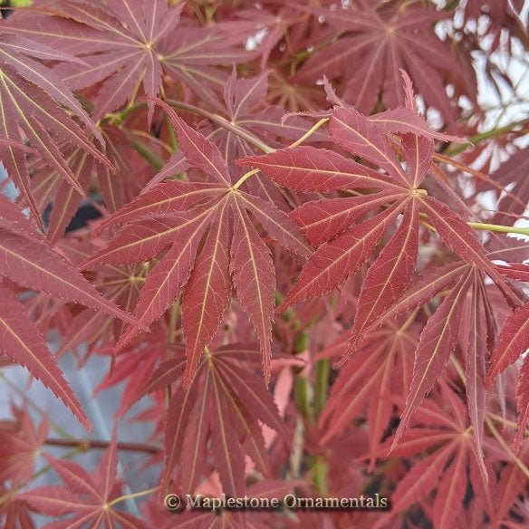 Japanese Maples