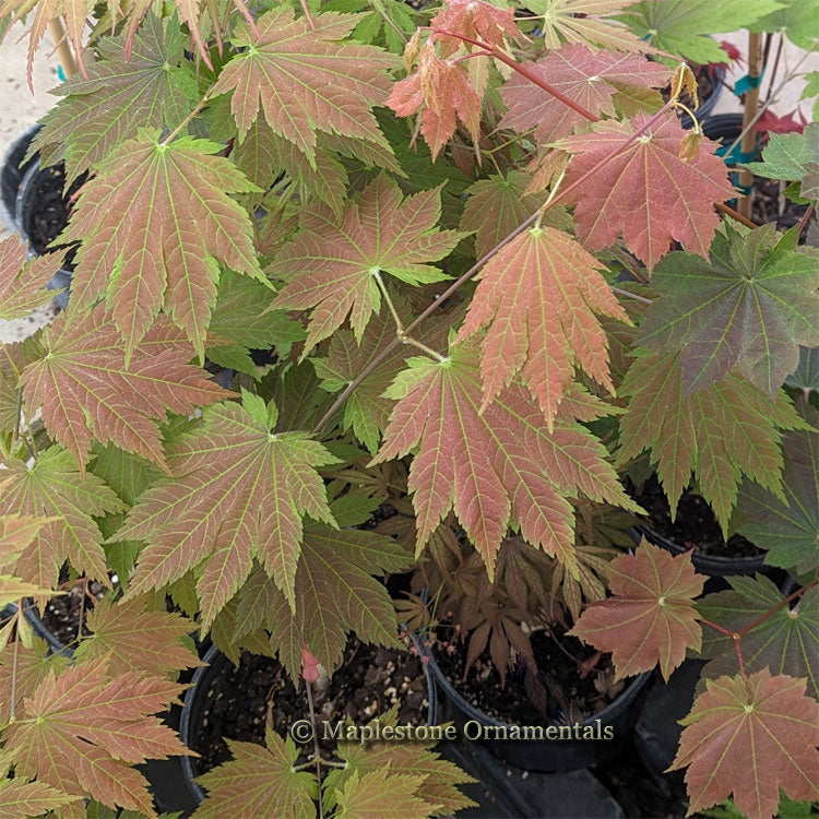 Indian Summer Maplestone Ornamentals Indian summer maplestone ornamentals