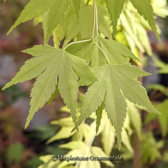 Mellow Yellow – Maplestone Ornamentals