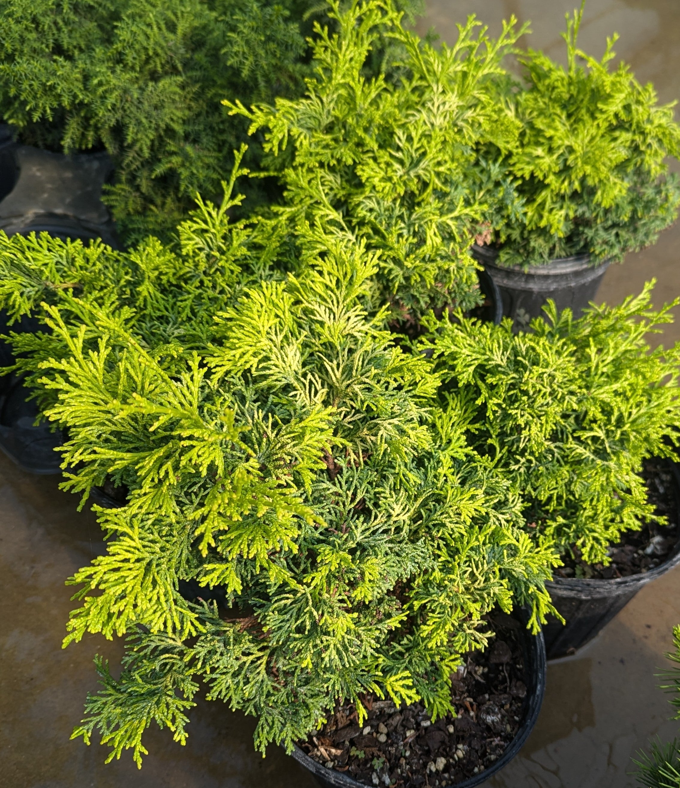Products – Page 7 – Maplestone Ornamentals