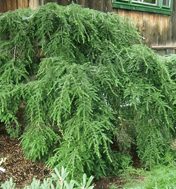 Pendula Hemlock